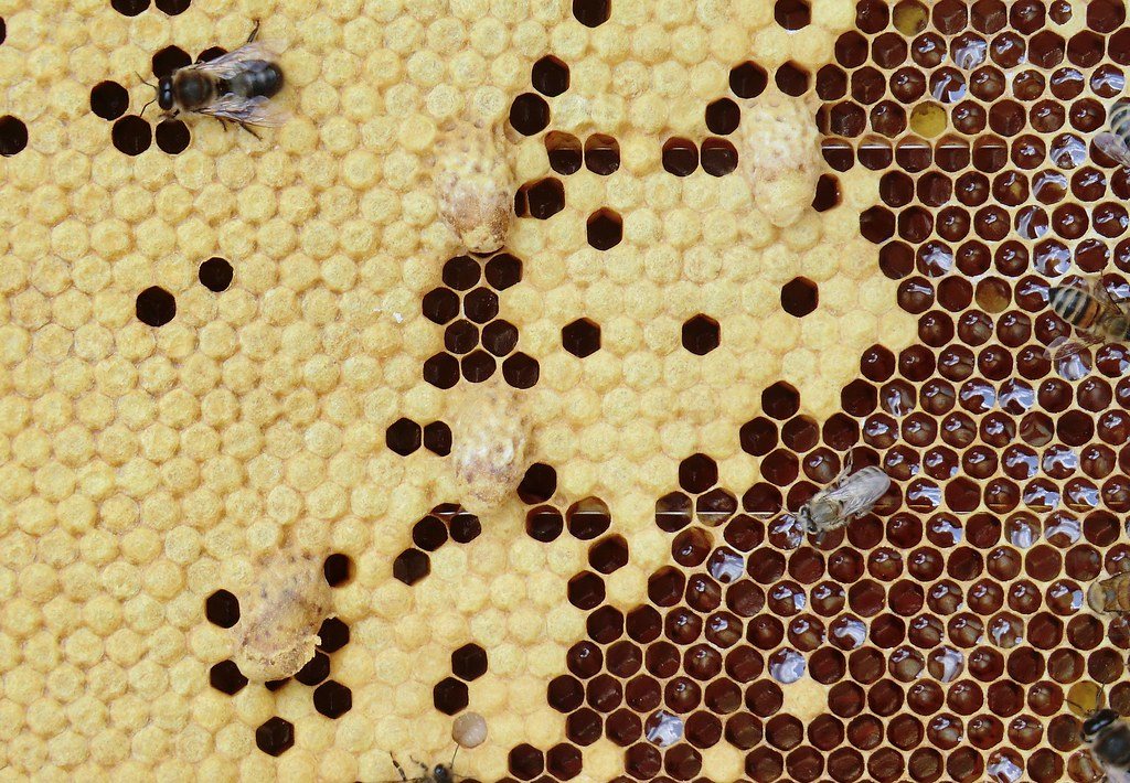 From single hives to an organised honey value chain
